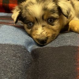 Miniature Australian Shepherd and Toy Australian Shepherd Puppies from Bit O' Bliss Farm LLC