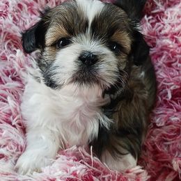 Shih Tzus from Leyla's Shih Tzus