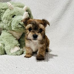 'Happy' - Tan male Morkie puppy in Durand, Wisconsin from Larson’s Legacy Aussome Aussie Kennels