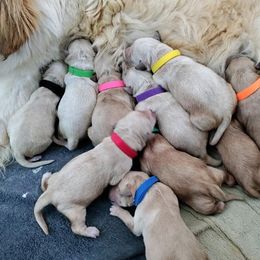 Golden Retriever Puppies from Golden Meadow