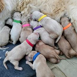 Golden Retriever Puppies from Golden Meadow