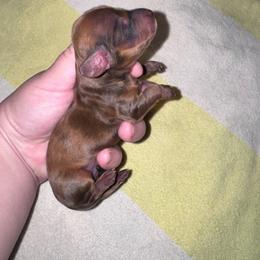 Woody - Dapple male Dachshund puppy in Hilliard, Florida from Wiggle Weens
