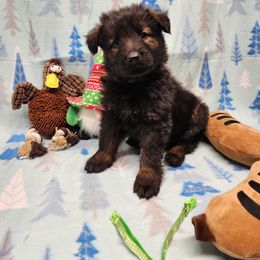 Lime Green collar - Sable female German Shepherd puppy in Ramsey, Illinois from Haus-Farr German Shepherds