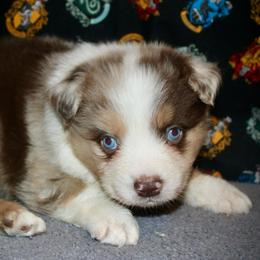 Oregano - Red merle male Australian Shepherd puppy in El Dorado Springs, Missouri from HP Aussie Kennels