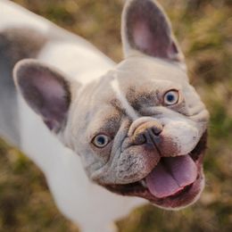 Phoebe - French Bulldog