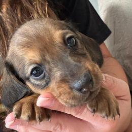 Boy 1 - Sable male Dachshund puppy in Miami, Florida from Marble Dachshunds