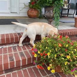 Marshal - Yellow male Labrador Retriever puppy in Maynardville, Tennessee from Three Bears Labradors