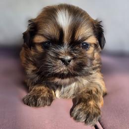Cruz - Brindle female Shih Tzu puppy in Jenks, Oklahoma from Northstar Shih Tzu