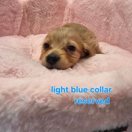 Light blue - Cream male Dachshund puppy in Bristol, Tennessee from It's Mini Wieners Baby