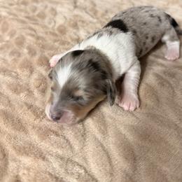 Royal - Piebald male Dachshund puppy in El Cajon, California from Lisa Buxton