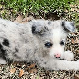 Border Collie Puppies from Patricia Goodwin