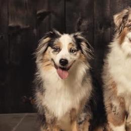 Aussiedoodles, Australian Mountain Doodles, Bernedoodles, and Miniature American Shepherds from Rose Creek Mini Aussies and doodles