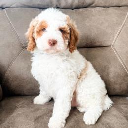 Doc - Parti male Goldendoodle puppy in Brookville, Pennsylvania from Woodland Mountain Doodles
