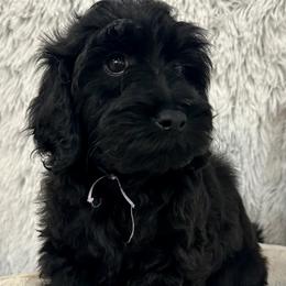 Girl 1 - Black Australian Labradoodle puppy in Peoria, Arizona from Kalolabradoodles
