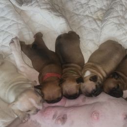 French Bulldog Puppies from Ma Chérie French Bulldogs