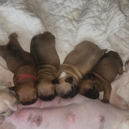 French Bulldog Puppies from Ma Chérie French Bulldogs