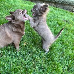 Chihuahua Puppies from ChiWowTown Chihuahuas