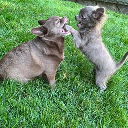 Chihuahua Puppies from ChiWowTown Chihuahuas