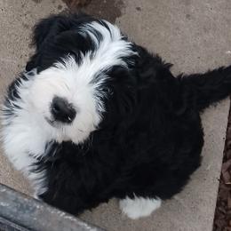 Purple Girl - Black and white female Bernedoodle puppy in Kimberly, Idaho from Wizardwood Doodles