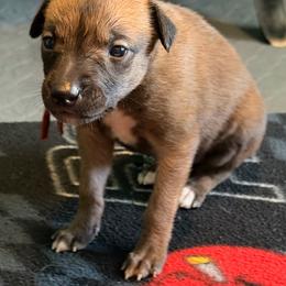 Girl 4 Maroon - Fawn female Greyhound puppy in Mesa, Arizona from ARK Greyhound Kennel LLC