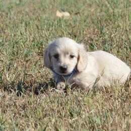 BART - Cream male Dachshund puppy in Paris, Texas from Michel Creek Kennel