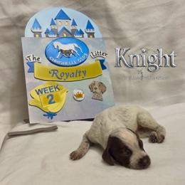The white knight - Liver and white male German Shorthaired Pointer puppy in North Branch, Minnesota from Chrishelle Farm