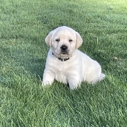Puppy 3 - Yellow male Labrador Retriever puppy in Beavercreek, Oregon from Sweetwater Spring Labradors