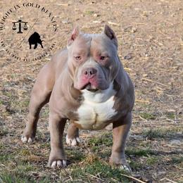 American Bully All Grown Up from Weight In Gold Kennels