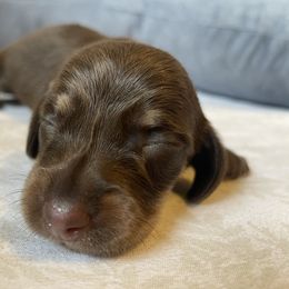 Chocolate and cream girl - Chocolate and cream female Dachshund puppy in Maui, Hawaii from Versatile Ohana