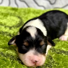 Frankie - Black and tan male Havanese puppy in Wappapello, Missouri from Titanium Havanese LLC