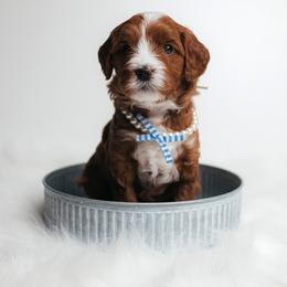 Meadow - Red  female Goldendoodle puppy in New Lenox, Illinois from New Doods On The Block