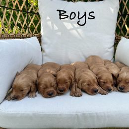 Golden Retriever Puppies from Clover Creek Goldens