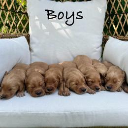 Golden Retriever Puppies from Clover Creek Goldens