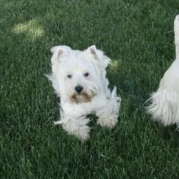 West Highland White Terriers from Festa farms