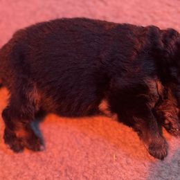 Boy 1 - Black and red German Shepherd puppy in Richfield, Minnesota from Midwest GSD LLC