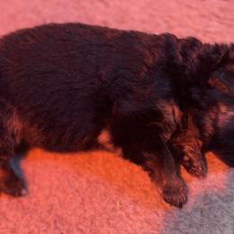Boy 1 - Black and red German Shepherd puppy in Richfield, Minnesota from Midwest GSD LLC
