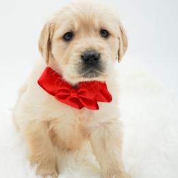 Sparky - Golden male Golden Retriever puppy in Elmwood Park, Illinois from HuskiesAndGoldensWithFinesse