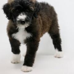 Bordoodle and Goldendoodle Puppies from Pacific Northwest Doodles