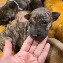 Vietnamese Phu Quoc Ridgeback Puppies from Vietnamese Phu Quoc Ridgeback Dogs of Southern California