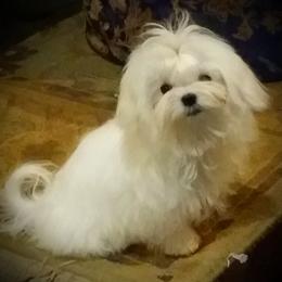 Giselle - Maltese
