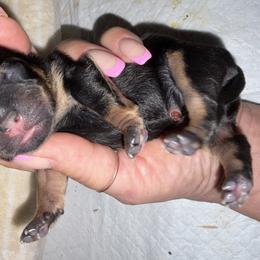 PRADA (purple) - Black and tan female Shih Tzu puppy in Escondido, California from CRUZ Canines's Shih Tzus