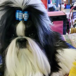 Oliver - Shih Tzu
