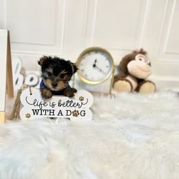 Yorkshire Terrier puppies from Yorkshire Terriers