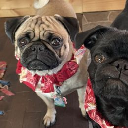 Pugs from Northern Michigan Pugs