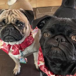Pugs from Northern Michigan Pugs
