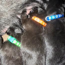 Orange collar boy - Black male German Shepherd puppy in Centralia, Illinois from Janices AKC German Sheperds LLC