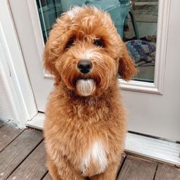 Maple - Red  female Goldendoodle puppy in Acworth, Georgia from Cedarcrest Goldendoodles