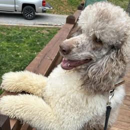 Poodles and Sheepadoodles from Smokey Mountain Sheepadoodles