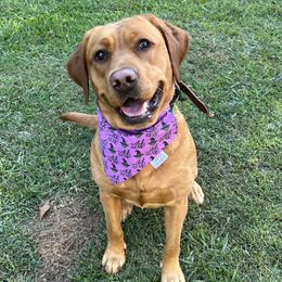 Labrador Retrievers from Wicked Flyer Retrievers