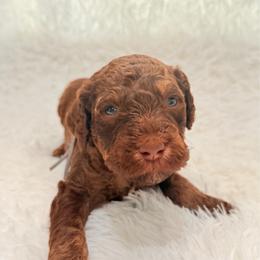 Titan - Chocolate male Goldendoodle puppy in Arlington, Texas from Chambers Doodle Patch